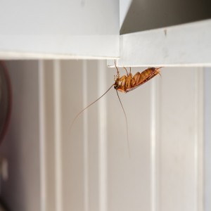 Close up a cockroach on white cupboard