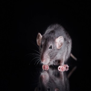 studio portrait of a brown domestic rat