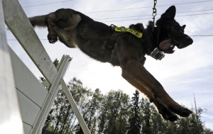 Police dog training