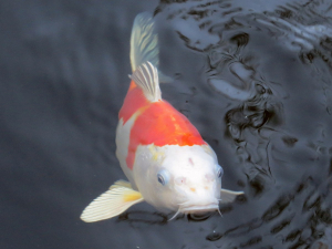 koi prison pond